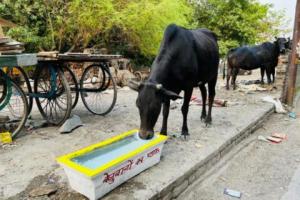 हल्द्वानी: भीषण गर्मी में किए बेजुबानों की प्यास बुझाने के इंतजाम, हर कोई कर रहा इन्हें सलाम