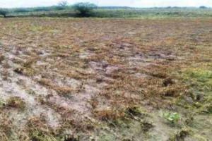 बुलंदशहर : 100 गांवों की फसल डूबी, काली नदी की सफाई न होने का किसान भुगत रहे खामियाजा