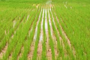 नैनीताल: धान की फसल पर मंडरा रहा बड़ा खतरा, कृषि वैज्ञानिकों ने सुझाए उपाय
