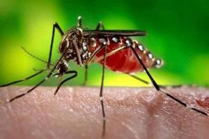 मुरादाबाद : नहीं चेते तो बढ़ेगी डेंगू- मलेरिया के मरीजों की संख्या