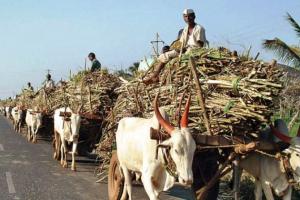 बरेली: गन्ना लदी भैंसा और बैल गाड़ियों पर रिफ्लेक्टर लगाना अनिवार्य, निर्देश जारी