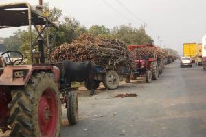 बरेली: किसान सहकारी चीनी मिल सेमीखेड़ा मे गन्ना पेराई के साथ तौल भी शुरू