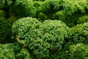 Kale Benefits: दिमाग को एनर्जी और आंखों की रोशनी के लिए फायदेमंद है केल, ऐसे करें सेवन