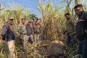 बिजनौर: चार बाघों ने भैंस को बनाया निवाला