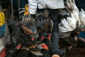 H5N1 Bird Flu Virus के हालात चिंताजनक, सभी देश सतर्क रहें : लड़की की मौत के बाद बोला WHO