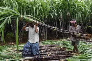 बाजपुर: किसानों को मिला गन्ना सप्लाई का आखिरी मौका 