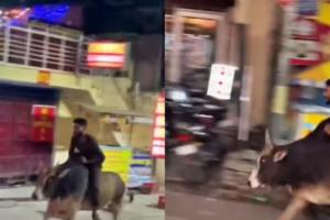 Viral Video: कैलाशपति नाथ की जय! के नारों के साथ सांड की सवारी करने वाला युवक कौन था? जानिए इधर 