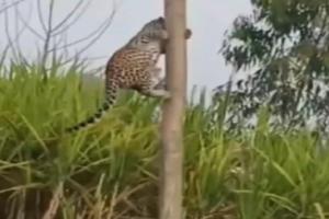 Leopard in Bahraich : ग्रामीणों को देखकर पेड़ पर चढ़ गया तेंदुआ, DFO ने किया सतर्क  