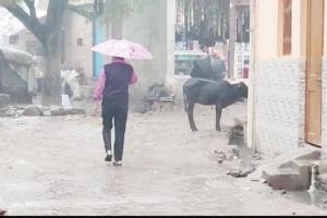 आगरा, मथुरा, फिरोजाबाद में हो रही बारिश से गिरा पारा, बढ़ी ठंड, किसानों के चेहरों पर कहीं दिखा सुकून तो कहीं शिकन