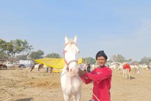 कासगंज: 104 वर्ष पुराना है विख्यात शिवराज पशु मेला, शुरू हुआ ध्वजारोहण के साथ 