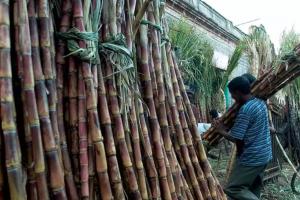 कासगंज: गन्ना किसानों के लिए बढ़ी सहूलियत, अतिरिक्त सट्टा किया गया 