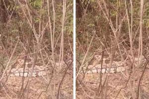Kanpur News: रेलवे पटरी के पास झाड़ियों में एक साथ दिखे तीन अजगर, लोगों ने वन विभाग को दी सूचना, देखें- VIDEO