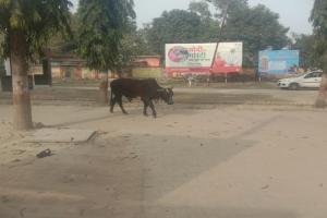 गोंडा: आयुक्त का आदेश बेअसर, सड़क से लेकर ब्लॉक परिसर तक घूम रहे छुट्टा मवेशी