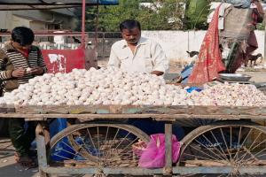 प्रयागराज: लहसुन का ब्रेक हुआ फेल!, सब्जियों से नहीं खा रहा मेल, मंडियों में दाम पहुंचा 600 रुपए किलो!, गृहणियां परेशान 