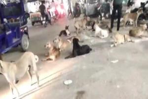 प्रयागराज: गर्मी में खूंखार हो रहे street dogs, लोगों को बना रहे शिकार-अस्पतालों में रेबीज के इंजेक्शन की कमी 