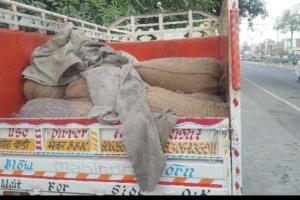बहराइच :  पिकअप से जा रहे सरकारी खाद्यान्न को पुलिस ने पकड़ा