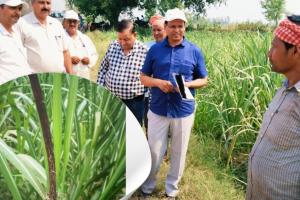 पीलीभीत: रेड रॉट के बाद गन्ने में लगा कंडुआ रोग, हो रहा भारी नुकसान...किसानों की बढ़ी चिंता  