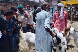 कासगंज: नकासे में कुर्बानी के लिए बकरों की खरीदारी तेज, अब तक 48 लाख का हुआ कारोबार