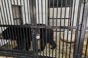 Etawah News: लायन सफारी पार्क में बढ़ा भालुओं का कुनबा...रांची से आए चार भालू, एनिमल हाउस में रखे गए