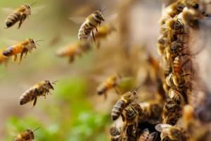 Honey Bees Attack In Fatehpur: मधुमक्खियों ने किया हमला...किसान की मौत व नाती घायल, चीख सुन परिजन ले गए थे अस्पताल