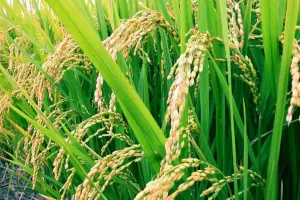 रुद्रपुर: अगले वर्ष से ग्रीष्मकालीन धान की खेती पर प्रतिबंध