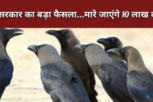 'कौवों' को लेकर केंद्र सरकार का बड़ा फैसला...6 महीने में मारे जाएंगे 10 लाख कौवे!