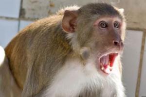 लखीमपुर-खीरी: बंदरों के झुंड ने हमला कर बुजुर्ग को किया घायल, अस्पताल में भर्ती