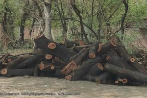 दबंगई: भाजपा जिला मीडिया प्रभारी के दर्जनों हरें पेड़ों को दबंगों ने काटकर बेचा