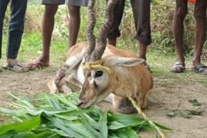 Bareilly News: कुत्तों ने हिरण को नोंचकर किया घायल, ग्रामीणों ने बचाई जान
