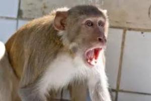 बदायूं: बंदरों की घुड़की में छत से गिरी महिला, इलाज के दौरान मौत