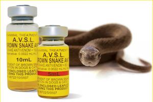 हल्द्वानी: STH ने 1 हजार Snake Anti Venom इंजेक्शन मंगाए