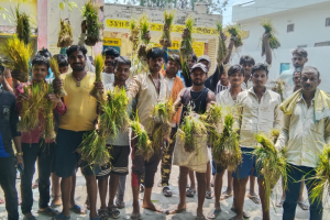 बरेली: बिजली कटौती से सूखी धान की पौध, किसानों और बिजली कर्मी में हाथापाई