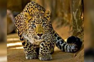 Kanpur News: आईआईटी में जंगली जानवर की आशंका में लगाया कैमरा...संस्थान में तेंदुआ आने की चर्चा