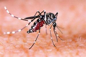 Moradabad News : पिछले तीन साल में मुरादाबाद में डेंगू से एक भी नहीं हुई मौत, जन जागरूकता अभियान भी शुरू