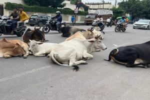 बाराबंकी: हर ब्लॉक में कैटल कैचर, सड़कों पर मवेशियों की बारात, राहगीरों की जान को खतरा 