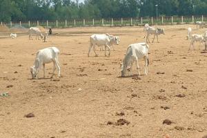 बाराबंकी : भूसा, चारे पर लाखों खर्च, मवेशी खा रहे मिट्टी, गोबर