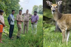 बदायूं: कुत्तों ने हिरण पर किया हमला, इलाज के दौरान हो गई मौत