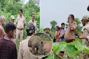 लखीमपुर खीरी: नेपाली गैंडे को भाया रामलोक...गन्ने के खेतों में जमाया डेरा