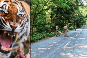 पीलीभीत: खूंखार बाघ के रेस्क्यू की मिली अनुमति...ट्रेंकुलाइज एक्सपर्ट दुधवा से वापस बुलाए 