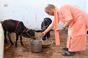 देश की दुर्लभ नस्ल की इस प्रजाति के आने से और समृद्ध हुई गोरक्षपीठ की गोशाला, सीएम योगी ने अपने हाथों से खिलाया गुड़