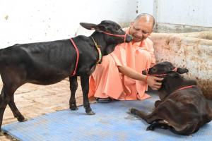 South से आए गोवंशों का हुआ नामकरण, सीएम योगी ने दिया यह नाम