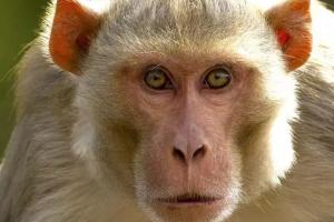 Monkey Attack In Unnao: बंदर के हमले से घायल वृद्ध की मौत...परिजन रो-रोकर बेहाल