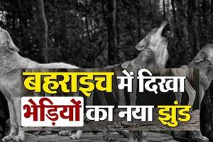 Bahraich News: बहराइच के महसी तहसील के मैगला गांव में  दिखा भेड़ियों का नया झुंड, इलाके में दहशत,  जानिए क्या बोले डीएफओ