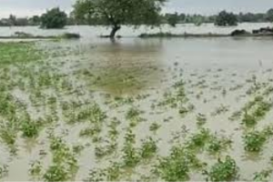 बस दावे करती रह गई सरकार, बारिश की मार झेल रहे किसान