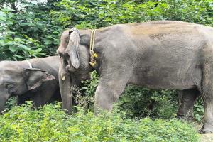 लखीमपुर खीरी : बाघ पकड़ने के लिए दुधवा से पहुंची सुलोचना और डायना हथिनी