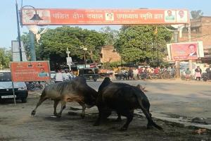  गोंडा: बीच सड़क भिड़े छुट्टा सांड, लोगों ने भागकर बचाई जान, देखें वीडियो