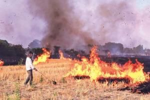 काम आई योगी सरकार की सख्ती और प्रोत्साहन की नीति, 7 साल में करीब 46 फीसदी घटीं पराली जलाने की घटनाएं