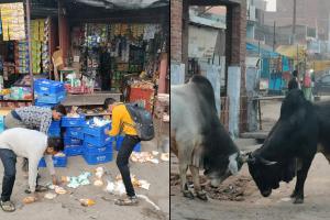 शाहजहांपुर: बीच सड़क पर भिड़े सांडों ने ठेला व दुकान को किया तहस-नहस