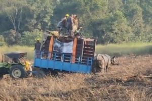 लखीमपुर खीरी: अब जंगल की खुली हवा में सांस लेगा नर गैंडा, मादा को भी आजादी की आस...