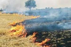 सख्ती बेअसर: मंडल में शाहजहांपुर में सबसे ज्यादा जली पराली, सैटेलाइट से पकड़े 197 मामले 